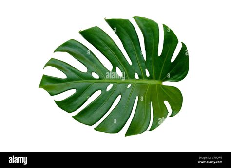 Monstera leaves leaves with Isolate on white background Leaves on white Stock Photo - Alamy