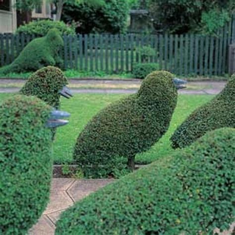 Topiary Design in Fun Animal Shapes