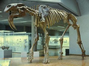 Deinotherium - Conservapedia