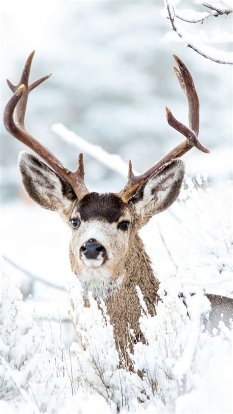 Deer Winter Snow 4K Ultra HD Mobile Phone Wallpaper