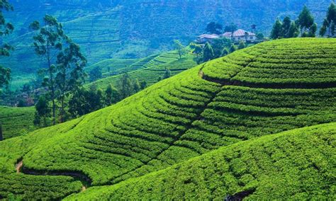 Tea Plantation Tour in Sri Lanka | Tea Trails Holiday Ceylon