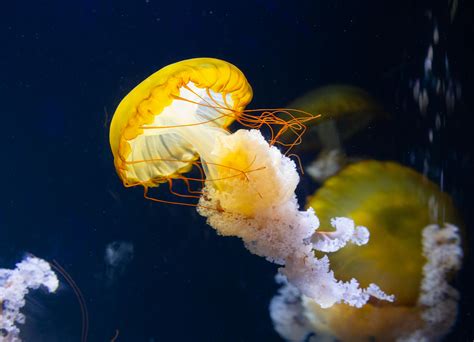 Close-Up Photo of Jellyfish · Free Stock Photo