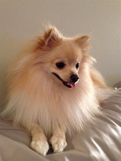 File:My pomeranian dog.jpg - Wikimedia Commons