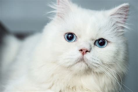 4 Things to Know About Cats With Blue Eyes - Catster