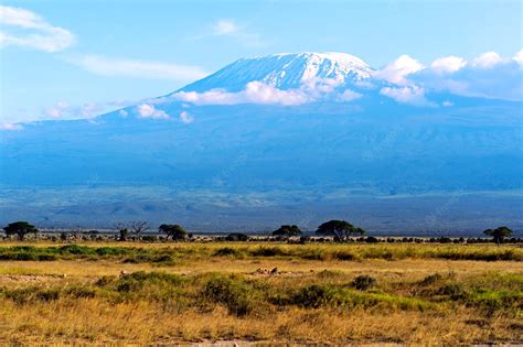 Premium Photo | Amboseli national park and mount kilimanjaro in kenya