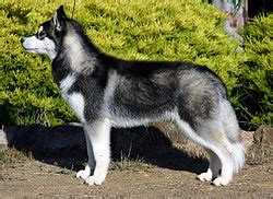 Husky de Sibérie — Wikipédia