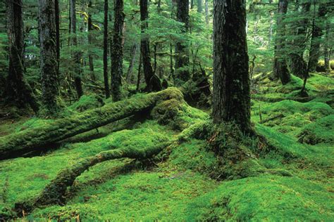 The Tongass National Forest - Alaska Magazine