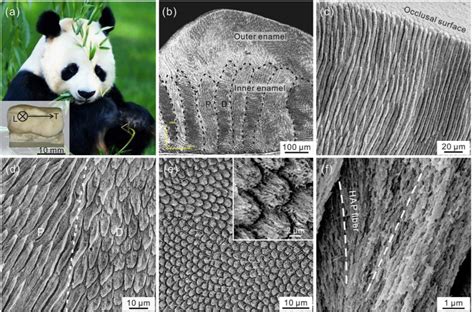 Paper, Giant panda’s tooth enamel: Structure, mechanical behavior and ...