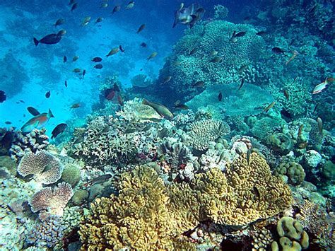 File:Coral reefs in papua new guinea.JPG - Wikipedia