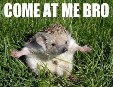 25 Adorable Hedgehog Memes that Will Make You Go Eeeeeee! | Funny hedgehog