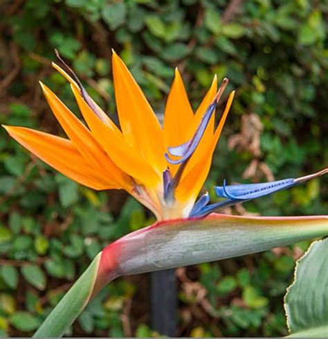 Orange Bird of Paradise Plant Strelitzia Live Plant | Etsy