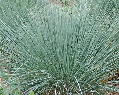 Ornamental Grasses That Look Great in Containers | Drought tolerant plants, Drought resistant ...