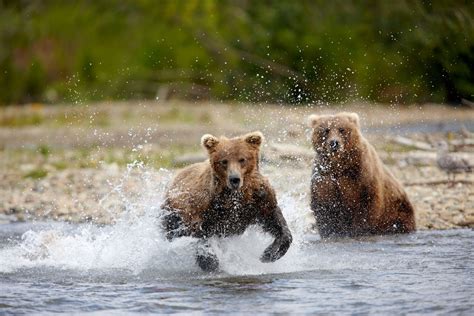 Sightseeing on the Kenai Peninsula & Kodiak Island | Travel Alaska