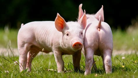 domestic, Pig, Two, Animals, Wallpapers Wallpapers HD / Desktop and ...