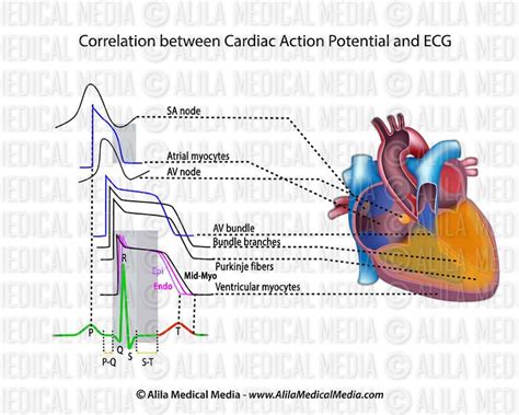 Alila Medical Media | Cardiac action potential and ecg | Medical ...