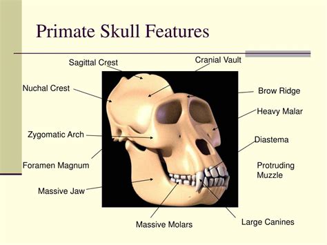 PPT - THE PRIMATES PowerPoint Presentation, free download - ID:6687695