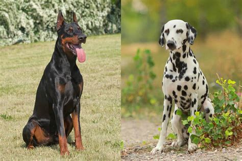 Doberman Dalmatian Mix: Info, Pictures, Facts, FAQs & More