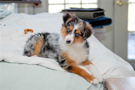 Miniature Australian Shepherd Dog Breed » Everything About Mini Aussies