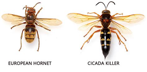 Cicada Killers - Texas Capital Forum & Coalition