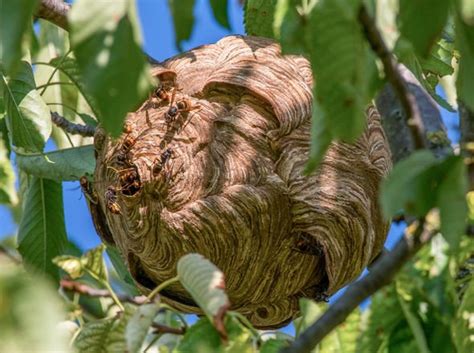 Hull news: Horrifying ginormous bug with stinger falls from sky into ...