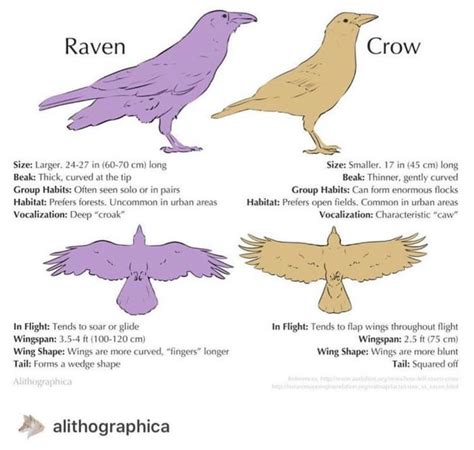 Difference between a Crow and a Raven - 9GAG