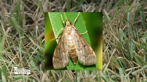 Sod webworms are attacking lawns. Here's how to protect yours