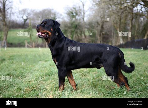 Rottweiler, dog, dangerous dog Stock Photo - Alamy