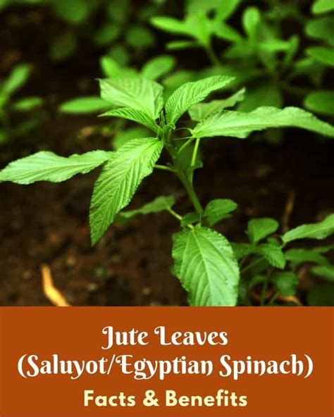 Jute Leaves (Egyptian Spinach) Benefits - Low Carb Africa