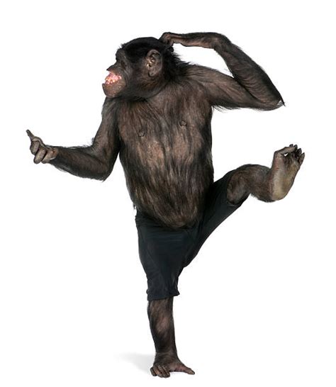 Dancing Monkey Stock Photos, Pictures & Royalty-Free Images - iStock