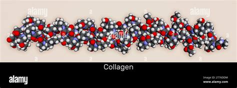 Collagen protein molecule. Molecular model. 3D rendering. Illustration Stock Photo - Alamy