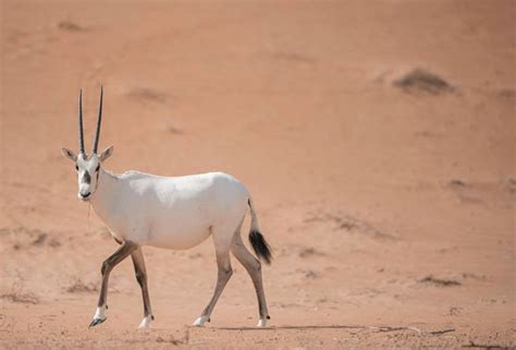 9 of the best places for animal encounters in the UAE