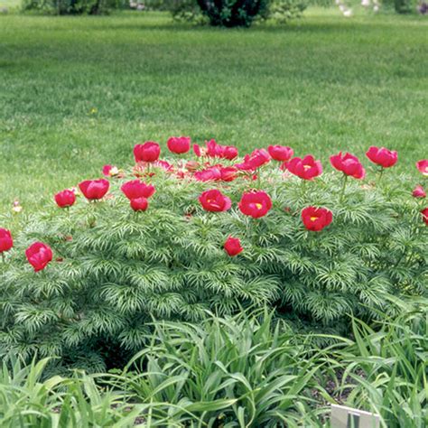 Fernleaf Peony for Sale| K. van Bourgondien