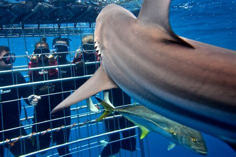 Shark Cage Diving Durban | Cage Dive or Snorkel with Sharks on Aliwal Shoal