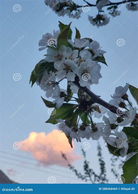 A Charry Flowers in Hemaliyain Mountains Roof of the World Deosai National Park Stock Image ...