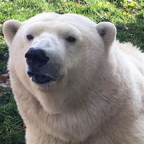 Cincinnati Zoo Welcomes New Polar Bear - The Cincinnati Zoo & Botanical ...