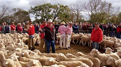 Sheep meat production and exports to decline in 2015 after two years of record sales - ABC News