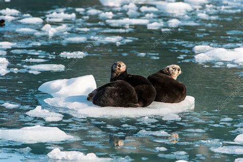 Sea Otters, Alaska - Stock Image - C040/2113 - Science Photo Library