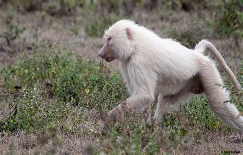 Sighting of Rare White Baboon in Arusha National Park - Tanzania - Safaritalk