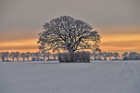 Scandinavian Winter Denmark | Denmark winter, Winter destinations ...