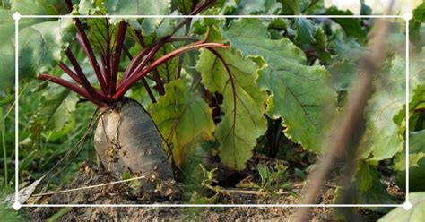 30 Best Beet Companion Plants: Tips for Your Garden