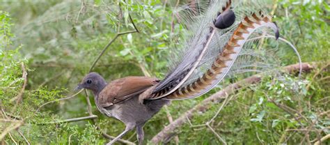 The Famous Mimicking Lyrebird | Critter Science