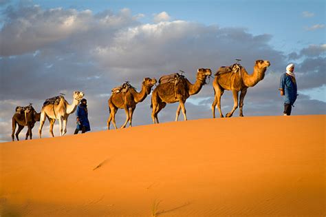 Les caravanes de chameaux dans le Sahara antique - Encyclopédie de l'Histoire du Monde