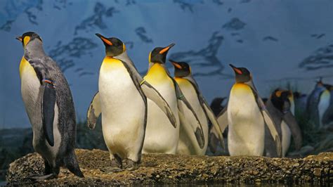 Penguin Fact Sheet | Blog | Nature | PBS