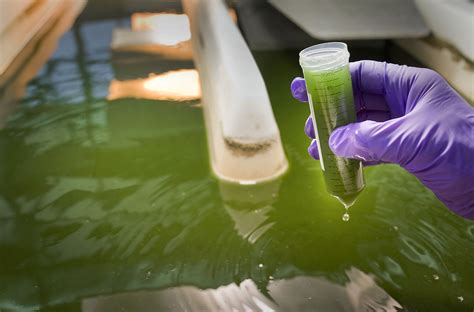 Algae Biofuel Project In Europe Moves Ahead With First Biomass Crop At ...