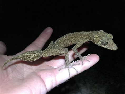 New Leaf-tailed Gecko Species Discovered in Australia - Reptiles Magazine