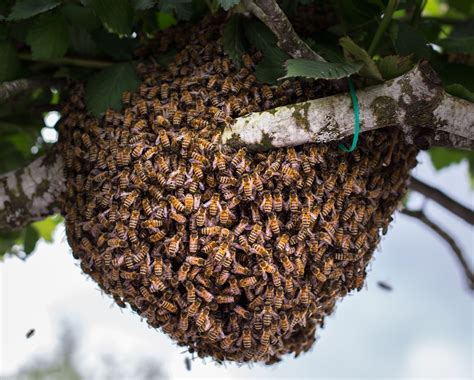 How to Catch a Bee Swarm And Install In Your Beehive – BeeBuilt