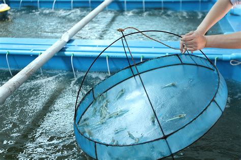 What Is Shrimp Farming All About? - Ridzeal