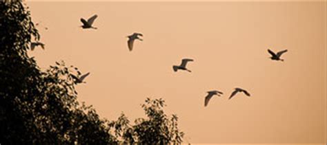 Guangzhou’s Nansha Wetland Park: One for Bird Lovers