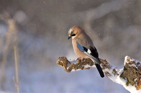 Jay | Bird Identification Guide | Bird Spot