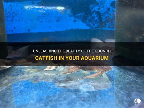 Unleashing The Beauty Of The Goonch Catfish In Your Aquarium | PetShun